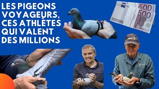 Les pigeons voyageurs ces athlètes qui valent des millions [upl. by Krischer587]