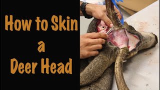 Deer TaxidermyHow to Cape or skin out the Deer head and face [upl. by Ennaeel]