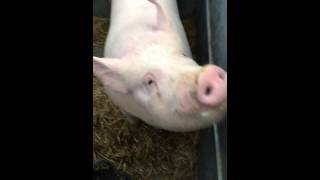 Cute pig talking oinking [upl. by Frick]