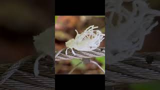 Flatid Planthopper Nymphs Flatida sp Flatidae [upl. by Stelle]