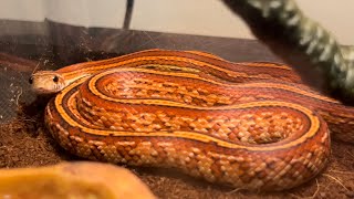 Unboxing Corn Snake  Reptile paling best  Okeetee Tessera reptiles fyp indoexoticpets snake [upl. by Reldnahc330]