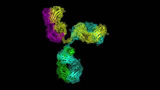 Antibody 3D structure  Immune System  PyMOL Protein Data Bank  Basic Science Series [upl. by Marquez]