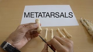 METATARSALS [upl. by Gorges]