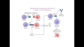 KIR Blockade Empowering NK Cells for Superior Tumor Clearance [upl. by Adeehsar]