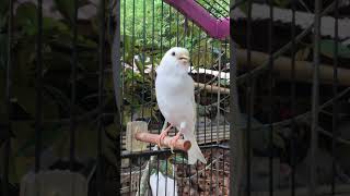 canary singing bird sounds [upl. by Strickler]