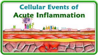 3 Cellular events of Acute Inflammation  Animation [upl. by Rusticus634]