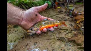 Novel Stream Restoration Method for Wild Trout and Ecosystem Health [upl. by Ratcliffe]