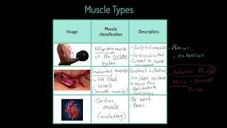 Edexcel GCSE PE 91 Types of Muscles [upl. by Annahpos73]