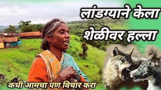 लांडग्याने केला शेळीवर हल्ला 😳😳😳landga ala re ala 😲 [upl. by Corrinne]