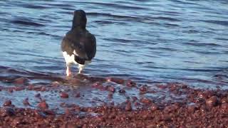 AMERICAN OYSTERCATCHER [upl. by Aicia]