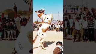 Chunni Me Perfume shortsfeed youtubeshorts indianhorsedance horsedanceclub horses [upl. by Liahkim243]