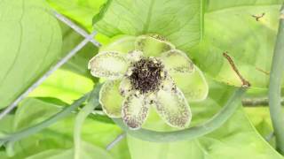 Austrobaileya scandens Flowering [upl. by Sansbury]