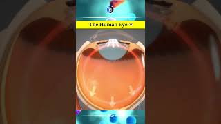 👁️ The Human Eye 👁️ and Science behind it humaneye ytshorts [upl. by Sotsirhc]