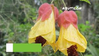 Abutilon  Abutilon Tips amp Tricks  Abutilon Care  Abutilon Plant [upl. by Niwroc294]