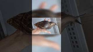 World Largest Snail Achatina achatina 🐌🐌 shorts youtubeshorts [upl. by Seften]