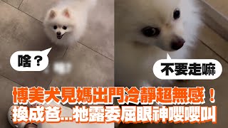 博美犬見媽出門超無感！ 換成爸秒露委屈眼神嚶嚶叫｜寵物動物｜差別待遇｜精選影片 [upl. by Winni]