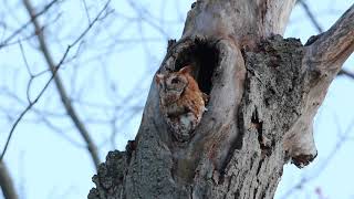 Screech owl calling [upl. by Asirral]