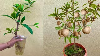 How to Growing Propagation Sapodilla Tree [upl. by Arbmahs]