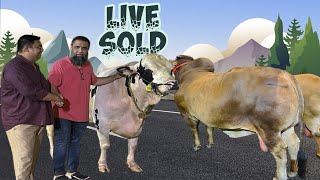 Plumped Holstein Bulls Live Sold 2024 Sadeeqagro  Heavy Sahiwal Cow Showtime  Big cow 2024 [upl. by Shirl]