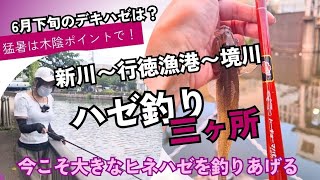 【ハゼ釣り】新川（江戸川区）〜行徳漁港〜境川（浦安）、ハゼ釣り3ヶ所めぐり。6月下旬のデキハゼの大きさは？今こそ越冬した大きなヒネハゼを釣りあげろ！？ [upl. by Nessej903]