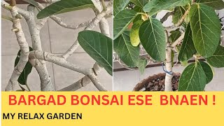 Bargad Ka Bonsai kese Bnaen  How To Make Baniyan Bonsai  homegarden terracegarden bonsai [upl. by Halle]