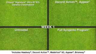 Appear fungicide timelapse Anthracnose control [upl. by Bertrand]