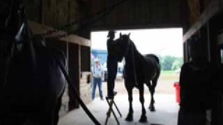 Rolling Hills Percherons [upl. by Saitam879]