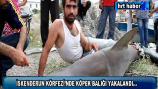 İSKENDERUN KÖRFEZİNDE KÖPEK BALIĞI YAKALANDI [upl. by Vevay]