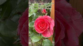 Rose America Climbing Rose shorts gardenning shortsvideo flower [upl. by Ivan321]