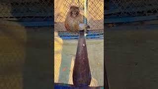 Con khỉ ranh ma 🤣 monkey shortvideo funny [upl. by Aliekahs]