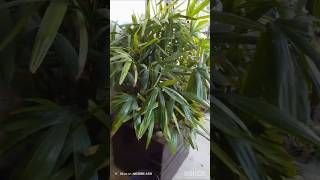 Balcony Garden Ideas houseplants gardening ytshorts [upl. by Onilegna430]