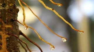 How to grow Aerial Roots Ficus Bonsai July 2015 [upl. by Leigha]