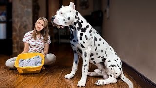 These Are 10 Most Gorgeous Spotted Dog Breeds [upl. by Ten]