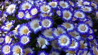 Cineraria Pericallis x Hybrida [upl. by Bazar192]