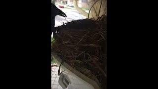 ROBIN BIRD NEST CROW ATTACK ON TAPE [upl. by Hploda]