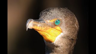 Eerie sounds Doublecrested Cormorant Courtship [upl. by Beauchamp]