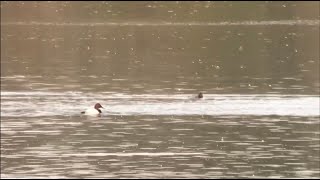 Canvasback Abberton Reservoir Essex 121123 [upl. by Neleag]