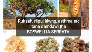 Ramhmul damdawi ṭha Boswellia serrata GileadThinghnai [upl. by Tiram]