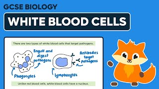 White Blood Cells  GCSE Biology [upl. by Simah]