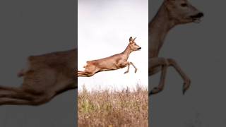 Lions Failed Ambush Deer Escapes with Epic Road Jump [upl. by Ttezzil532]