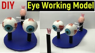 eye working model  human eye working model  working model of eye diy eye model science project [upl. by Tarrance]