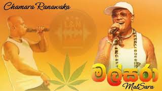 CHAMARA RANAWAKA SONG  MALSARA   LampN Music [upl. by Ultan]