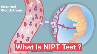 NIPT Test Cost 10000 Rs at DNA Labs India  ranked india no1 genetic dna test lab [upl. by Ettie548]