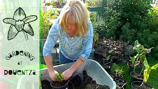 Making More Plants  dividing red hot pokers 1 of 2 Kniphofia Poco Orange [upl. by Mavilia]