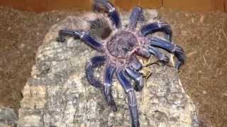 Homoeomma sp Blue tarantula Peruvian Blue Zebra feeding [upl. by Ahsenik]