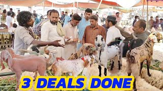 3 Deals Done🕺 Badiana Mandi Sialkot😎Qurbani 2024😊 [upl. by Carma]