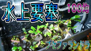 【ブセファランドラ】100均アイテムで作るブセの水上要塞。【アクアリウム】 [upl. by Yelraf]