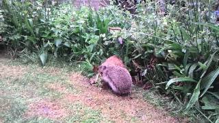 Hedgehog builds a nest in my garden [upl. by Eiramrefinnej888]