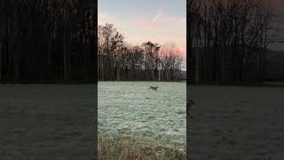 Nice West Virginia 8 Point deerwatching wildlife deersighting westvirginia nature [upl. by Hedy862]