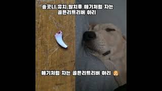 유치 발치 골든두들 래브라도리트리버 골든리트리버 강아지일상 강아지 강아지브이로그 반려견 댕댕이 개 반려동물 [upl. by Neggem553]